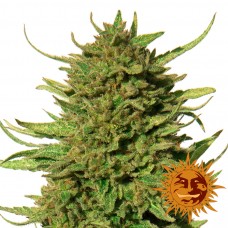Critical Kush - Barney's Farm